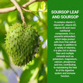 Revitalize Your Health with Soursop Bitters Fruit Liquid Drops - 10-in-1 Powerhouse with Sea Moss, Moringa, Turmeric, Black Seed Oil, Oregano, and Ashwagandha | Vegan & Non-GMO | 60ml